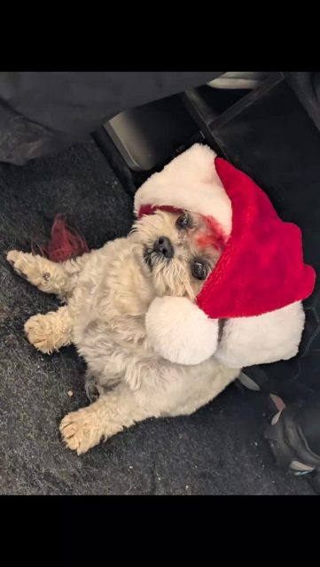 As 2025 comes to an end we wanted to share all the fun we had over the holidays!
We hope you had a wonderful time over the holidays with friends and family ✨
Here's to 2026 🥳
See you on the other side 👋
#happyholıdays #happynewyear #holidayrecap #staffchristmasparty #yegholidays #yegfamily #familybusiness #edmontonliving