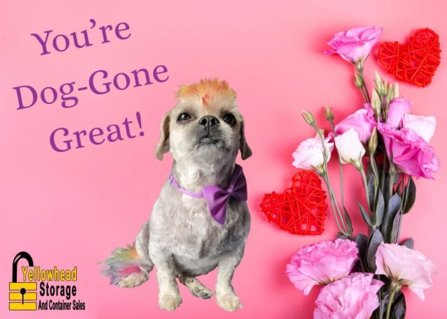 Will you be our Valentine? ♥️
We've got some adorable Valentine's cards featuring our sweet office dog, Teddy! Make sure to grab one when you visit our office this weekend 💕
Happy Valentine's Day 💘
#valentinesday #officedog #yegstorage #loveday #fyp