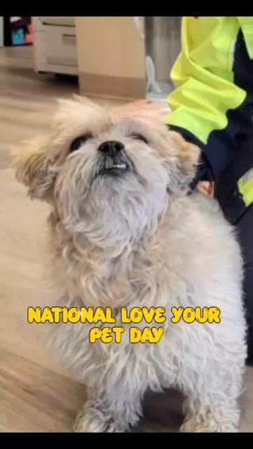 We can't deny, we LOVE our Pets! 🐾
Enjoy some clips of our beloved pets on National Love Your Pet Day ♥️
#nationalloveyourpetday #petsofinstagram #yegbusiness #family #fyp