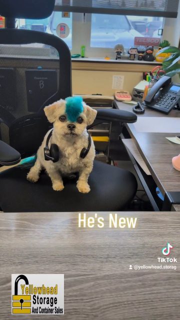 Our new hire for the day while Rachel is away. Please be patient, he is learning
#newhire #yegstorage #fyp #dogsofinstagram #yeg