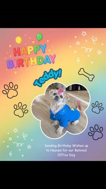 Today is our sweet Office Dog, Teddy's Heavenly Birthday 🎂🥳
Teddy has been with our team since he was a young pup, enjoy some of the memories we captured over his 12 years at Yellowhead Storage! 💛
Happy Birthday Teddy, we miss you 🎈
#happybirthday #birthdayboy #birthdaydog #dogsatwork #dogsofinstagram
