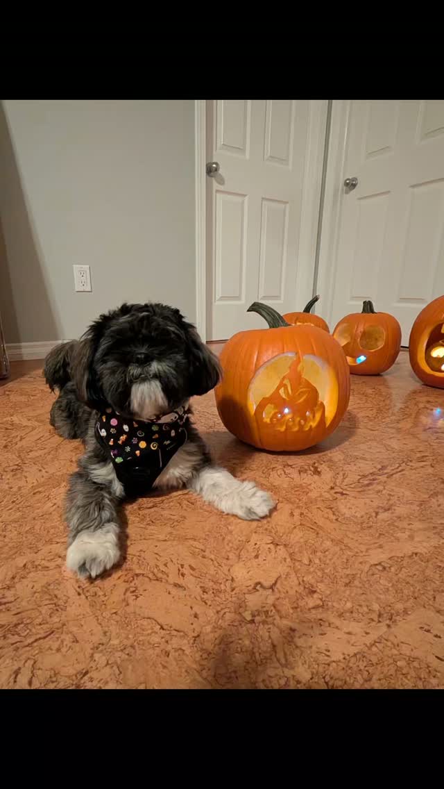 Happy National Pumpkin Day 🎃
Carving Pumpkins is a true Halloween Tradition. Our wellness group put their creativity to the gourd and carved some spooktacular jack-o'-lanterns!
Let us know which one is your favorite or share your jack-o'-lantern in the comments 👇
#nationalpumpkinday #jackolanterns #pumpkin #wellnessgroup #pumpkincarving